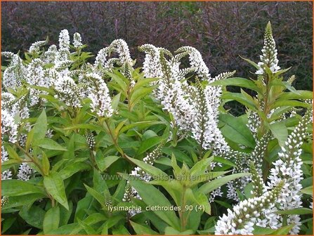 Lysimachia clethroides | Wederik