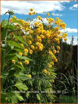 Rudbeckia laciniata &#039;Goldquelle&#039; | Zonnehoed