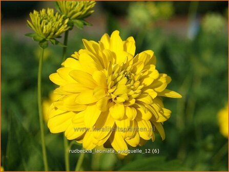 Rudbeckia laciniata &#039;Goldquelle&#039; | Zonnehoed