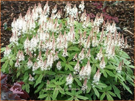 Tiarella &#039;Spring Symphony&#039; | Schuimbloem, Perzische muts