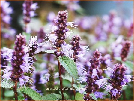 Agastache &#039;After Eight&#039; | Dropplant, Anijsnetel