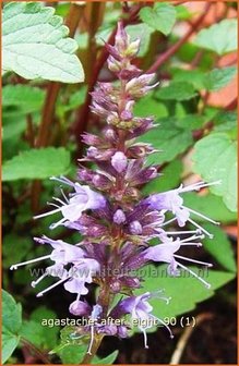 Agastache &#039;After Eight&#039; | Dropplant, Anijsnetel