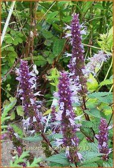 Agastache &#039;After Eight&#039; | Dropplant, Anijsnetel