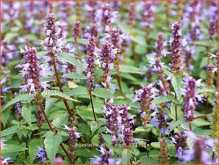 Agastache &#039;After Eight&#039; | Dropplant, Anijsnetel