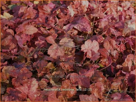 Heucherella &#039;Redstone Falls&#039;