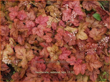 Heucherella &#039;Redstone Falls&#039;