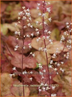 Heucherella &#039;Redstone Falls&#039;