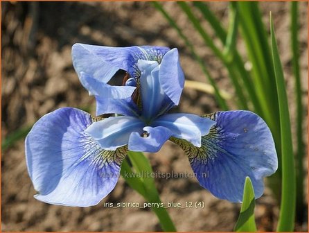 Iris sibirica &#039;Perry&#039;s Blue&#039; | Siberische iris, Lis, Iris | Sibirische Schwertlilie