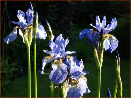 Iris sibirica &#039;Perry&#039;s Blue&#039; | Siberische iris, Lis, Iris | Sibirische Schwertlilie