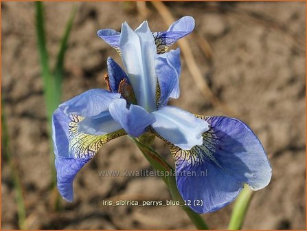 Iris sibirica &#039;Perry&#039;s Blue&#039; | Siberische iris, Lis, Iris | Sibirische Schwertlilie