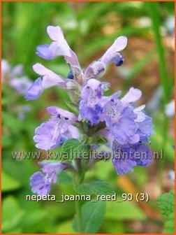 Nepeta &amp;#39;Joanna Reed&amp;#39; | Kattenkruid | Katzenminze