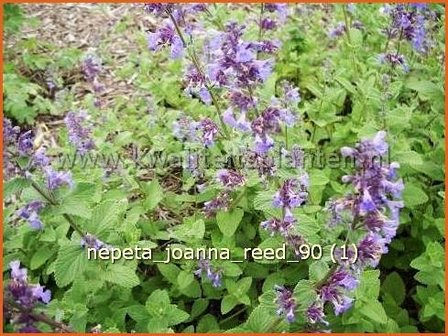 Nepeta &amp;#39;Joanna Reed&amp;#39; | Kattenkruid | Katzenminze