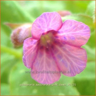 Pulmonaria saccharata &#039;Pink Dawn&#039; | Longkruid