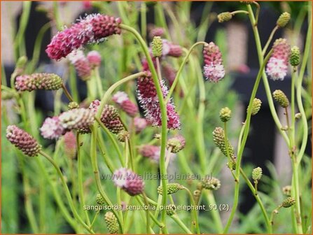 Sanguisorba tenuifolia &amp;#39;Pink Elephant&amp;#39; | Hoge pimpernel, Sorbenkruid, Pimpernel | Hoher Wiesenknopf