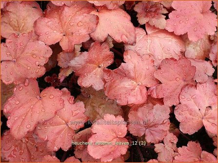 Heuchera &#039;Autumn Leaves&#039; | Purperklokje