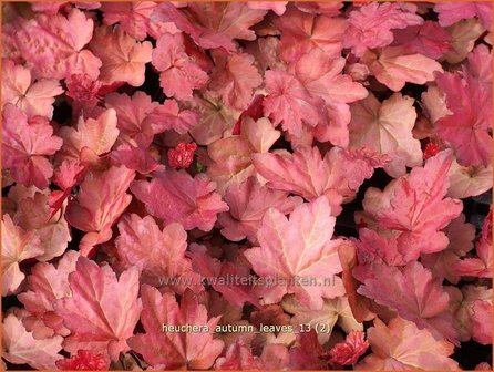 Heuchera &#039;Autumn Leaves&#039; | Purperklokje