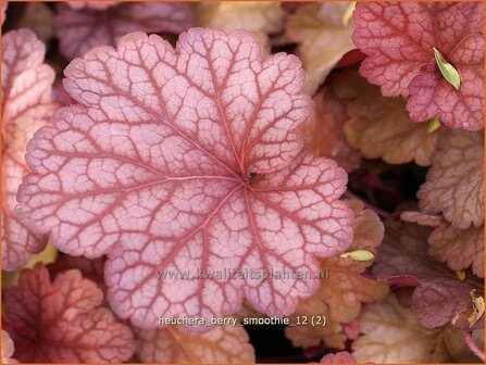 Heuchera &#039;Berry Smoothie&#039; | Purperklokje