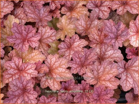 Heuchera &#039;Berry Smoothie&#039; | Purperklokje