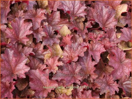 Heuchera &#039;Berry Smoothie&#039; | Purperklokje