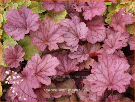 Heuchera &#039;Berry Smoothie&#039; | Purperklokje