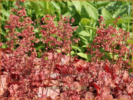 Heuchera &#039;Cherry Cola&#039; | Purperklokje