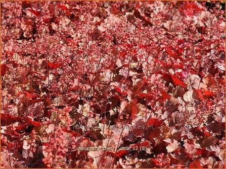 Heuchera &#039;Cherry Cola&#039; | Purperklokje