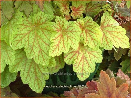 Heuchera &#039;Electric Lime&#039; | Purperklokje