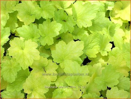 Heuchera &#039;Electric Lime&#039; | Purperklokje