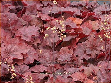 Heuchera &#039;Root Beer&#039; | Purperklokje