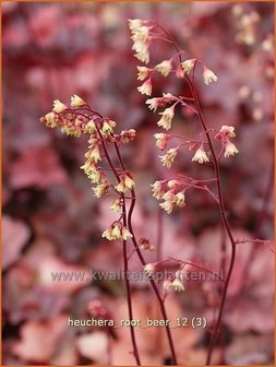 Heuchera &#039;Root Beer&#039; | Purperklokje