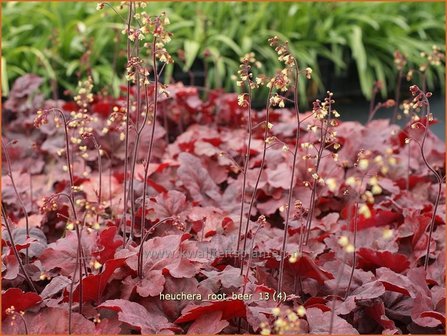 Heuchera &#039;Root Beer&#039; | Purperklokje