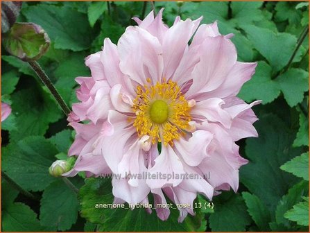 Anemone hybrida &#039;Mont Rose&#039; | Herfstanemoon, Japanse anemoon, Anemoon | Herbstanemone