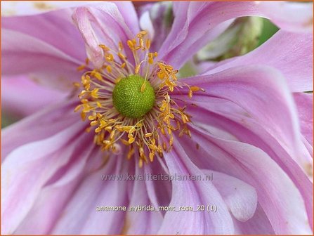 Anemone hybrida &#039;Mont Rose&#039; | Herfstanemoon, Japanse anemoon, Anemoon | Herbstanemone