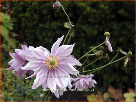 Anemone hybrida &#039;Mont Rose&#039; | Herfstanemoon, Japanse anemoon, Anemoon | Herbstanemone