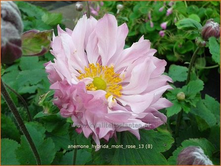 Anemone hybrida &#039;Mont Rose&#039; | Herfstanemoon, Japanse anemoon, Anemoon | Herbstanemone