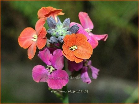 Erysimum &#039;Red Jep&#039; | Vaste muurbloem