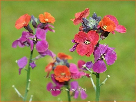 Erysimum &#039;Red Jep&#039; | Vaste muurbloem