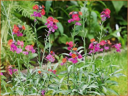 Erysimum &#039;Red Jep&#039; | Vaste muurbloem