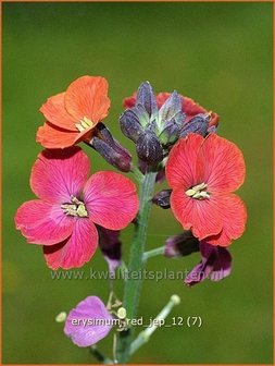 Erysimum &#039;Red Jep&#039; | Vaste muurbloem