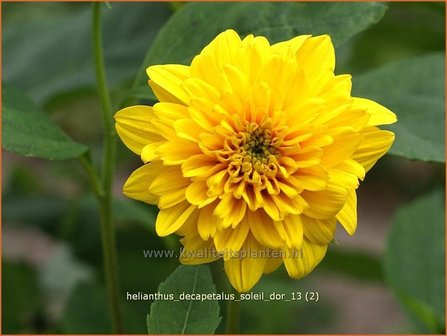 Helianthus decapetalus &#039;Soleil d&#039;Or&#039; | Vaste zonnebloem