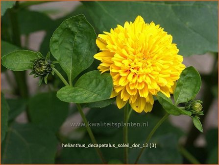 Helianthus decapetalus &#039;Soleil d&#039;Or&#039; | Vaste zonnebloem