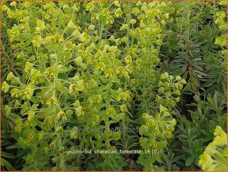 Euphorbia characias &#039;Forescate&#039; | Wolfsmelk