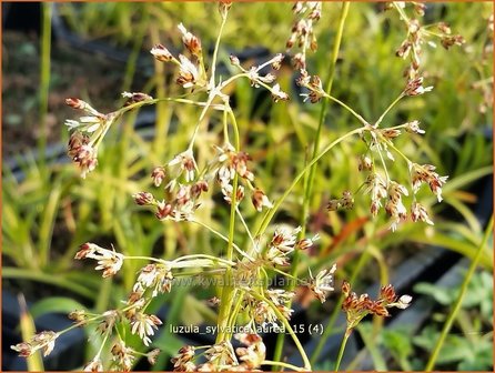 Luzula sylvatica &amp;#39;Aurea&amp;#39; | Grote veldbies, Veldbies | Wald-Hainsimse