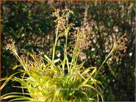 Luzula sylvatica &amp;#39;Aurea&amp;#39; | Grote veldbies, Veldbies | Wald-Hainsimse