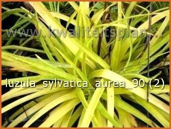 Luzula sylvatica &amp;#39;Aurea&amp;#39; | Grote veldbies, Veldbies | Wald-Hainsimse