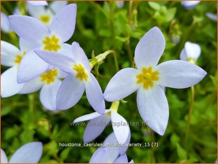 Houstonia caerulea &#039;Millard&#039;s Variety&#039; | Porseleinsterretje