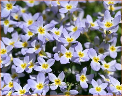 Houstonia caerulea &#039;Millard&#039;s Variety&#039; | Porseleinsterretje