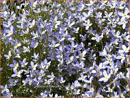 Houstonia caerulea &#039;Millard&#039;s Variety&#039; | Porseleinsterretje