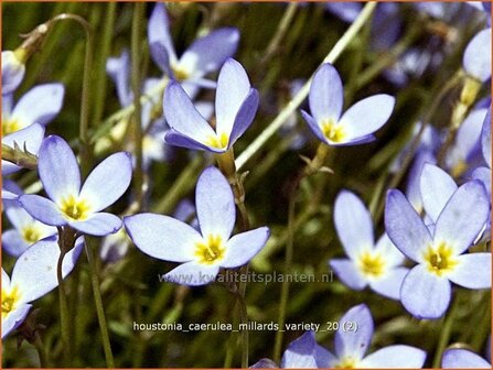 Houstonia caerulea &#039;Millard&#039;s Variety&#039; | Porseleinsterretje