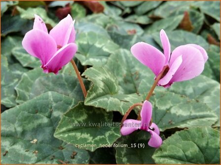 Cyclamen hederifolium | Cyclaam, Alpenviooltje